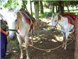 Adventure in horses - Puerto Iguazu - Argentina